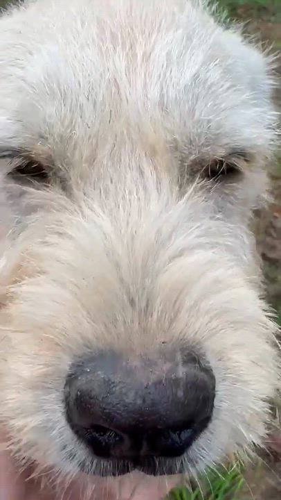 Enlarge Puddin, a Adoptable mixed breed in Syracuse, NY video 6/6