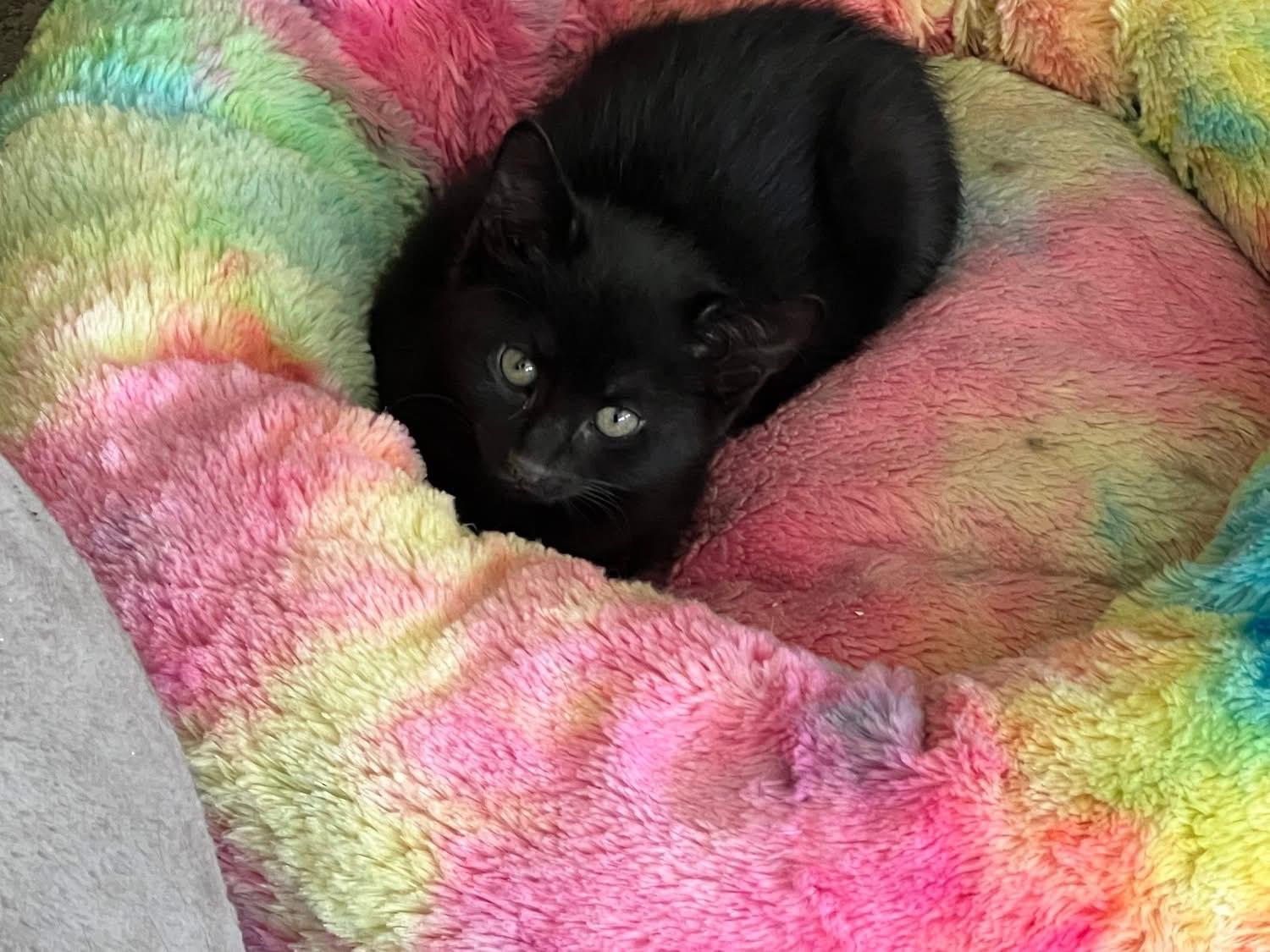 Onyx, adopted, Young Female Domestic Short Hair.
