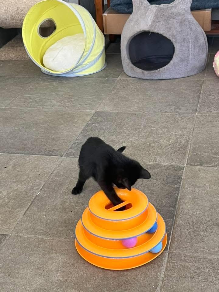 Enlarge Onyx, an adopted Domestic Short Hair in Riverside, RI image 2/2