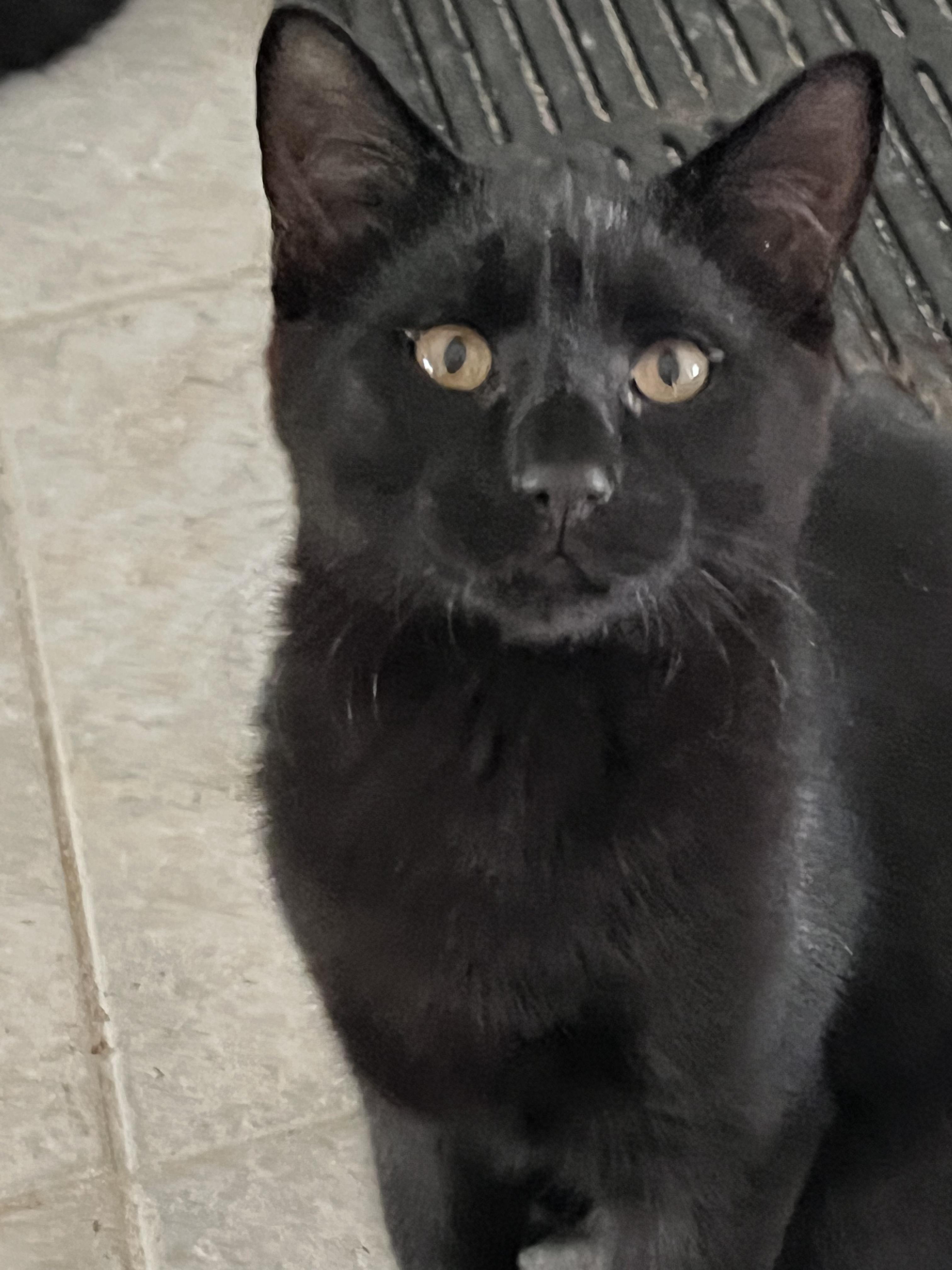 Onyx, adoptable, Young Female Domestic Short Hair.