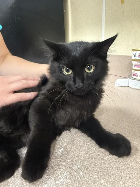 Tito, Adoptable, Young Male Domestic Long Hair.