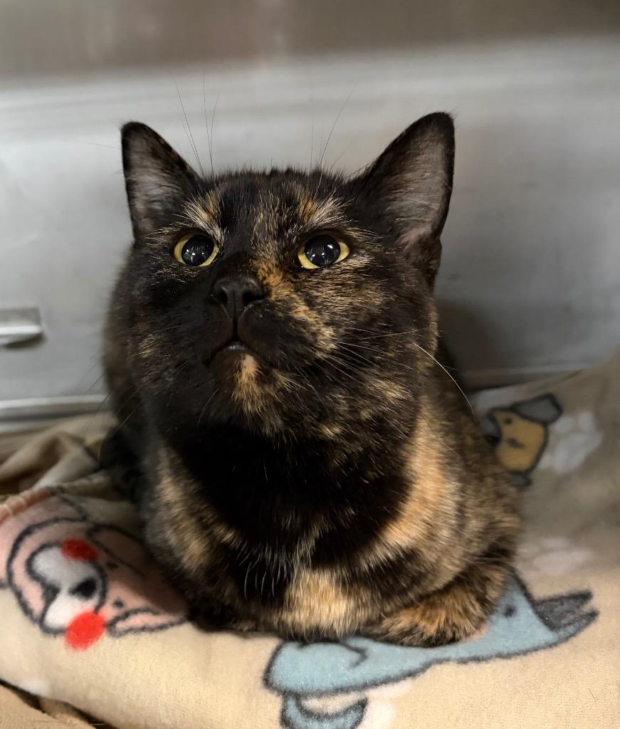 Enlarge Moana, a Adopted mixed breed in Huntington, IN image 1/1