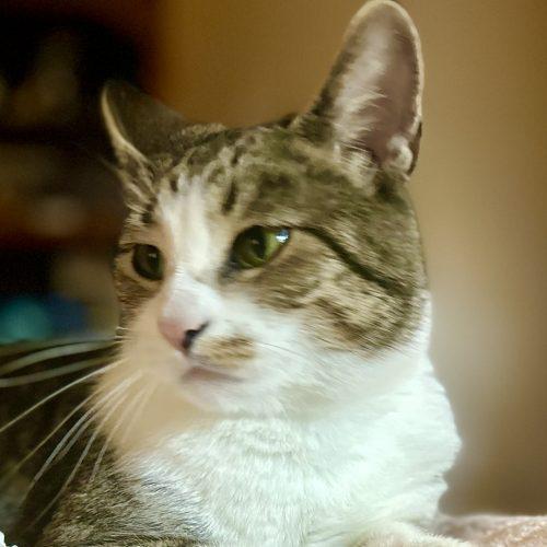 Crystal, Adoptable, Adult Female Domestic Short Hair.