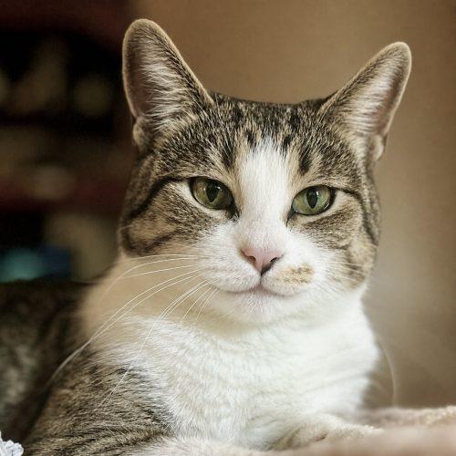 Crystal, a Adoptable Domestic Short Hair in Fishers, IN image 2/6