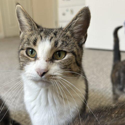 Crystal, a Adoptable Domestic Short Hair in Fishers, IN image 3/6