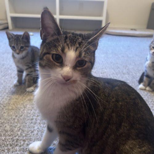 Crystal, a Adoptable Domestic Short Hair in Fishers, IN image 4/6