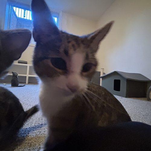 Crystal, a Adoptable Domestic Short Hair in Fishers, IN image 6/6