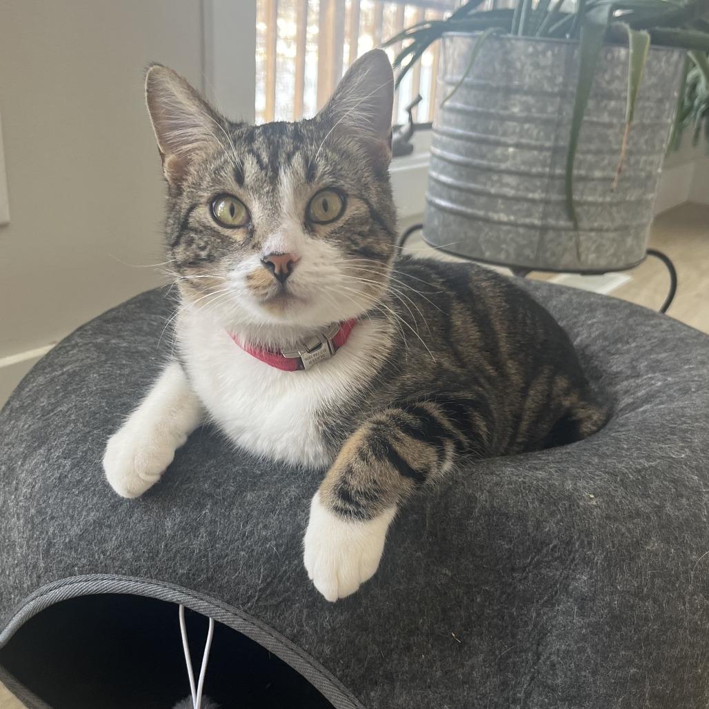 Enlarge Drake, a Adoptable Domestic Short Hair in Belleville, IL image 1/1