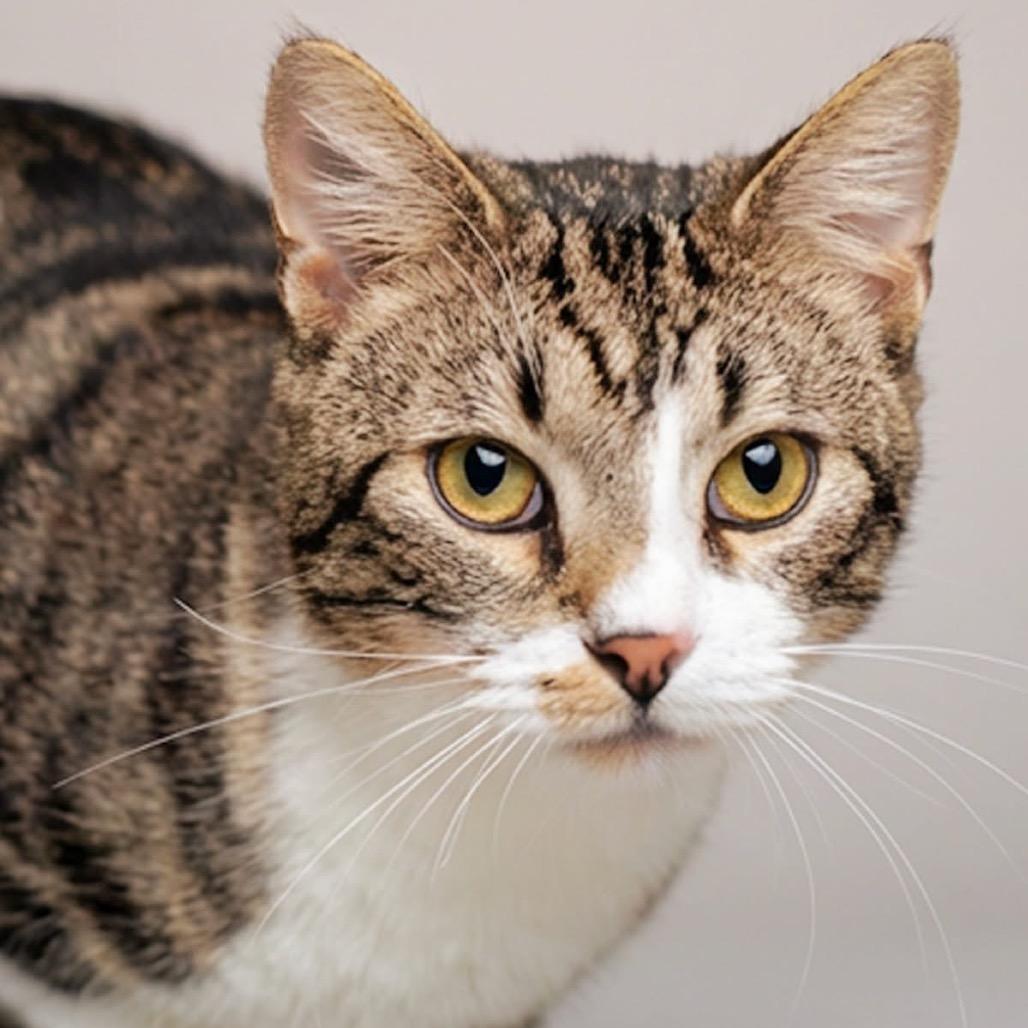 Drake - Petsmart Belleville, a Adoptable Domestic Short Hair in Belleville, IL image 2/2