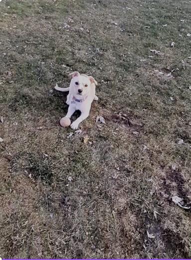 Enlarge Mandi, a ADOPTABLE mixed breed in Hoffman Estates, IL image 4/5