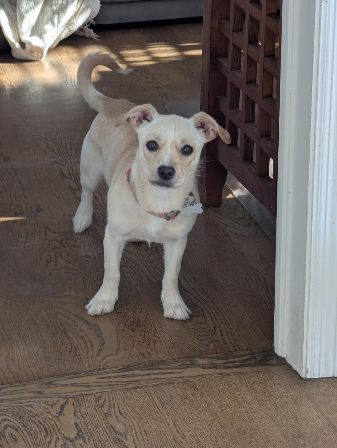 Mandi, ADOPTABLE, Young Female Chihuahua & Terrier.