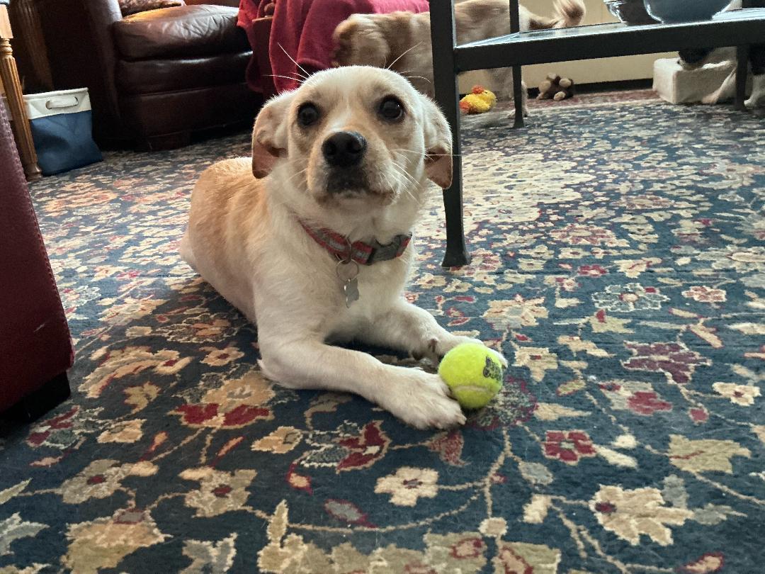 Enlarge Mandi, a ADOPTABLE mixed breed in Hoffman Estates, IL image 5/5