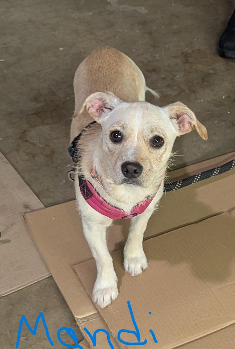 Enlarge Mandi, a ADOPTABLE mixed breed in Hoffman Estates, IL image 2/5