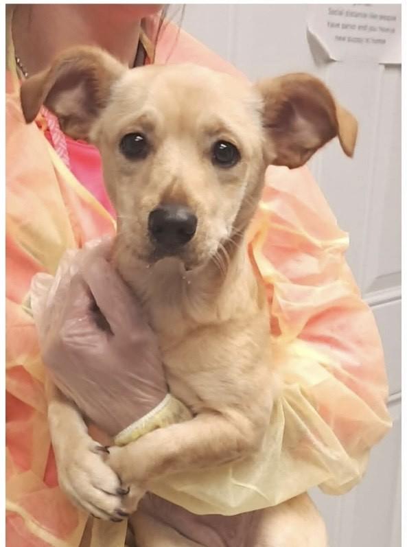 Mandi, ADOPTABLE, Young Female Chihuahua & Terrier.