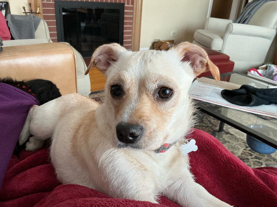 Mandi, ADOPTABLE, Young Female Chihuahua & Terrier.