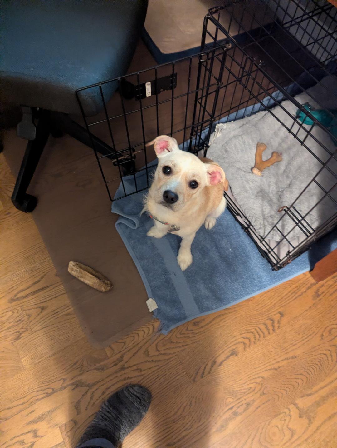 Enlarge Mandi, a ADOPTABLE mixed breed in Hoffman Estates, IL image 3/5