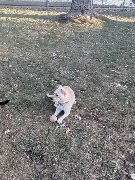 Enlarge Mandi, a ADOPTABLE mixed breed in Hoffman Estates, IL video 5/5