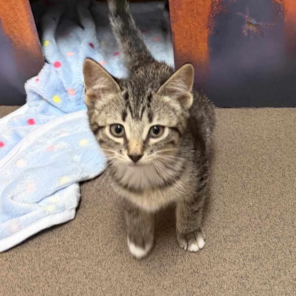 Enlarge Cider, a Adoptable Domestic Short Hair in Middlebury, VT image 1/2