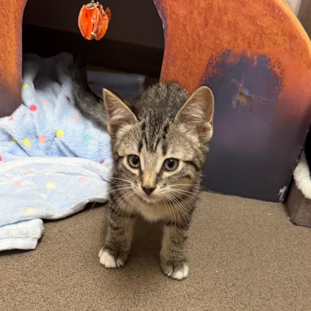 Enlarge Cider, a Adoptable Domestic Short Hair in Middlebury, VT image 2/2