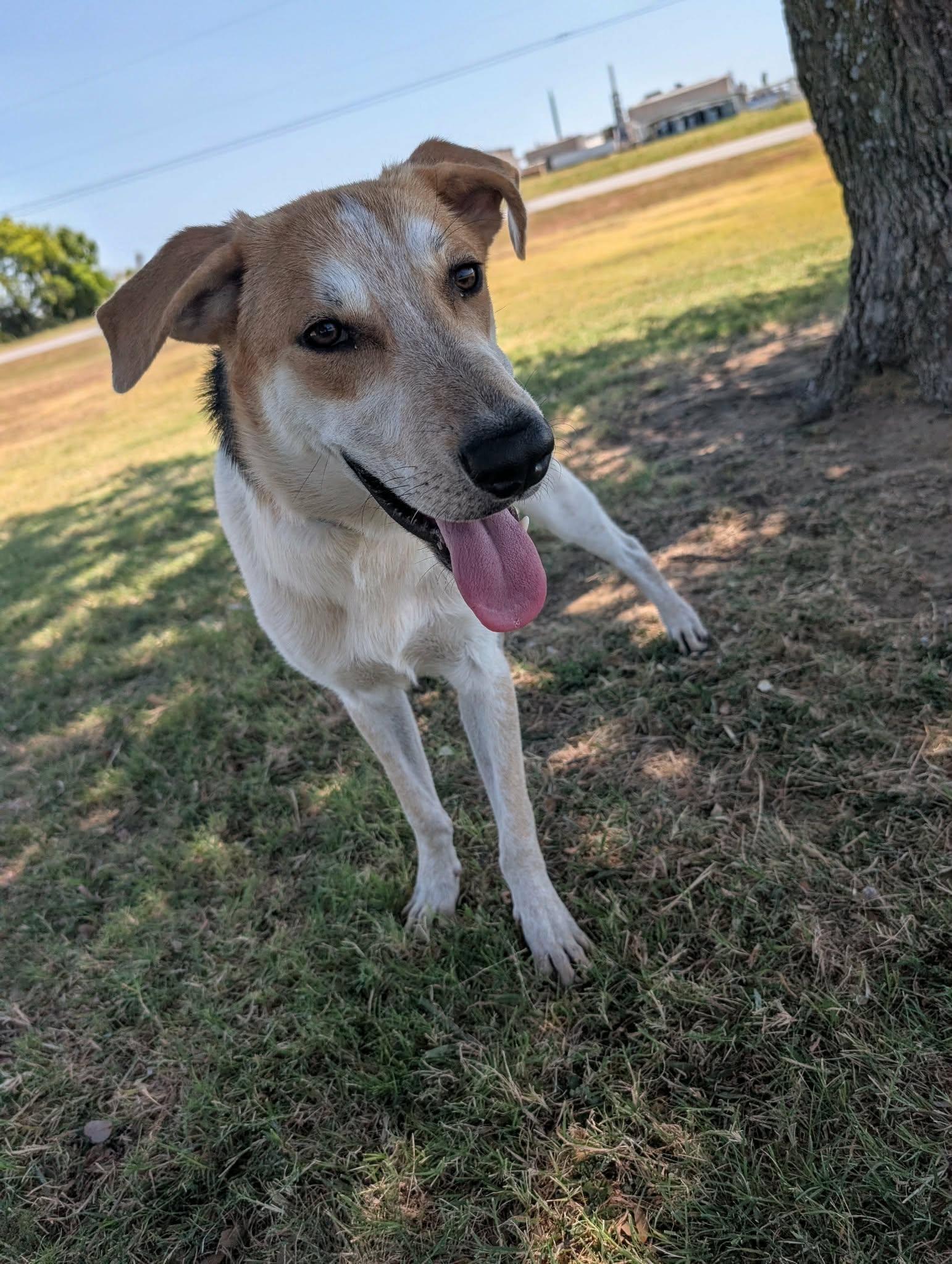 Enlarge Brooks, a Adoptable mixed breed in Cleburne, TX image 2/3