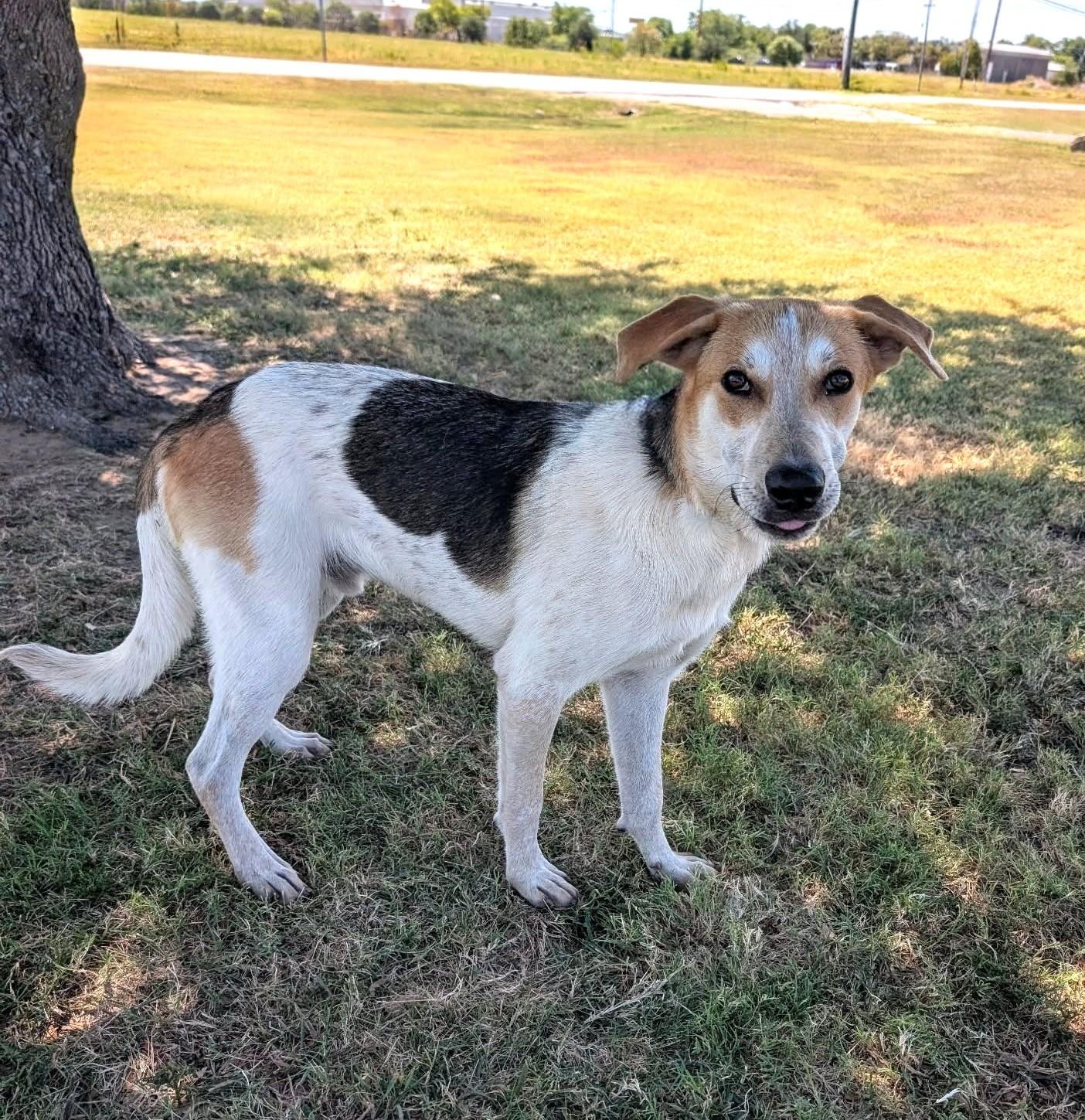 Brooks, Adoptable, Young Male Treeing Walker Coonhound.