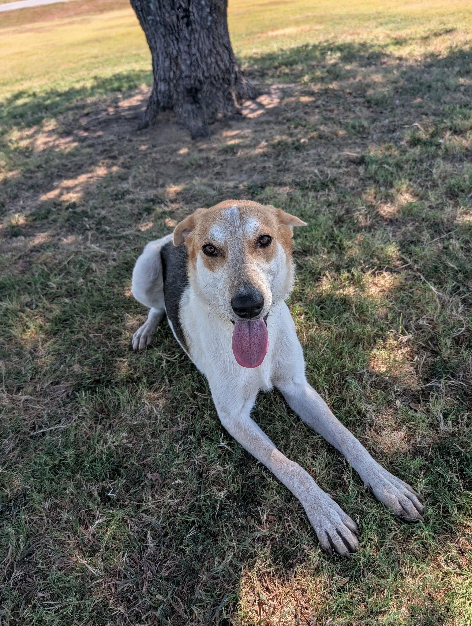 Enlarge Brooks, a Adoptable mixed breed in Cleburne, TX image 3/3