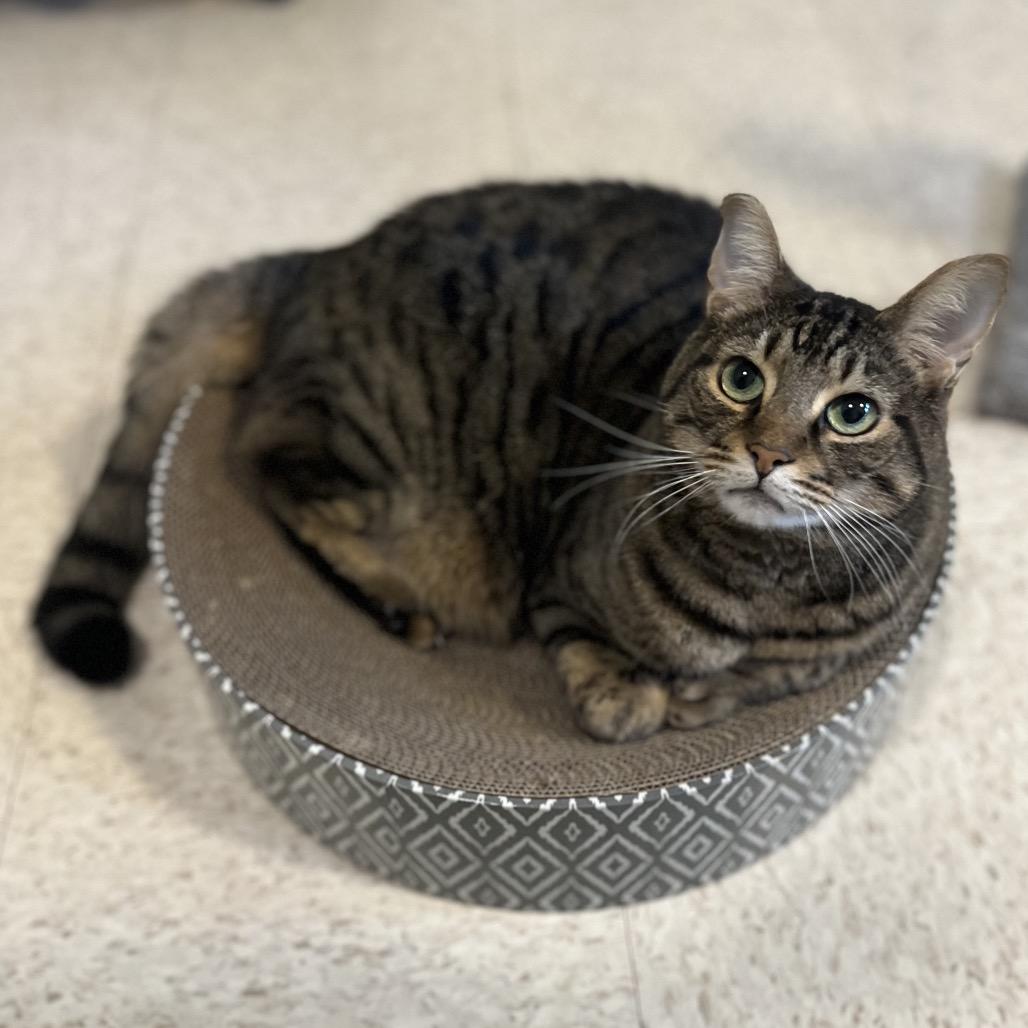 Renly, Adoptable, Adult Male Domestic Short Hair & Domestic Short Hair.