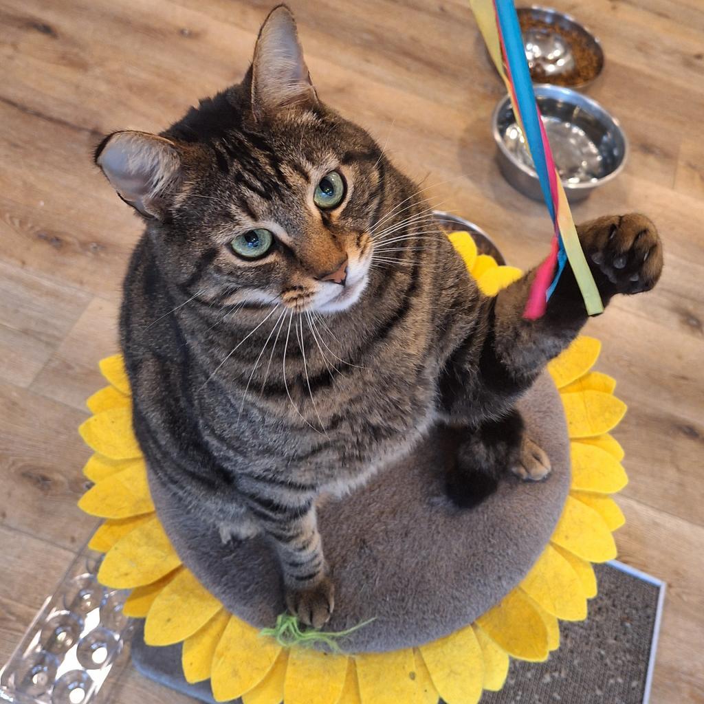 Renly, Adoptable, Adult Male Domestic Short Hair & Domestic Short Hair.