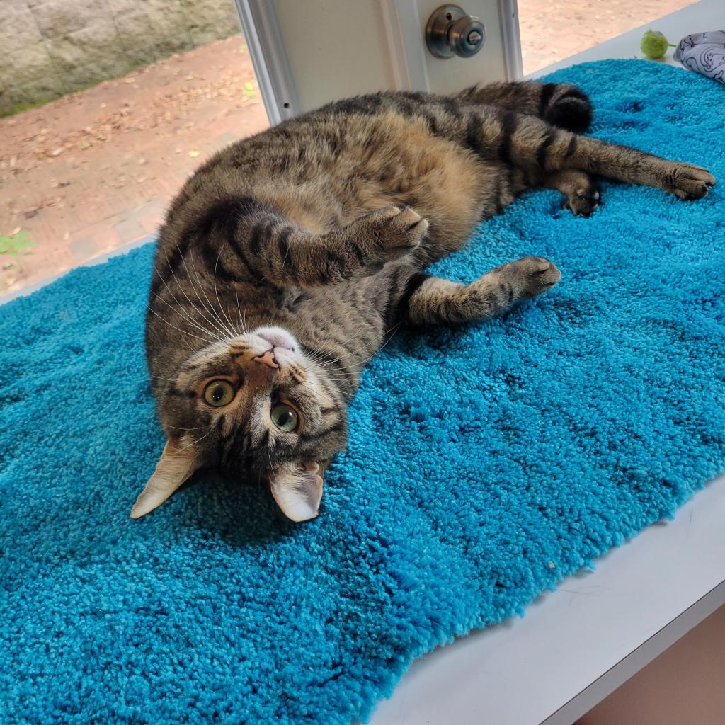 Renly, a Adoptable mixed breed in Simpsonville, SC image 2/6