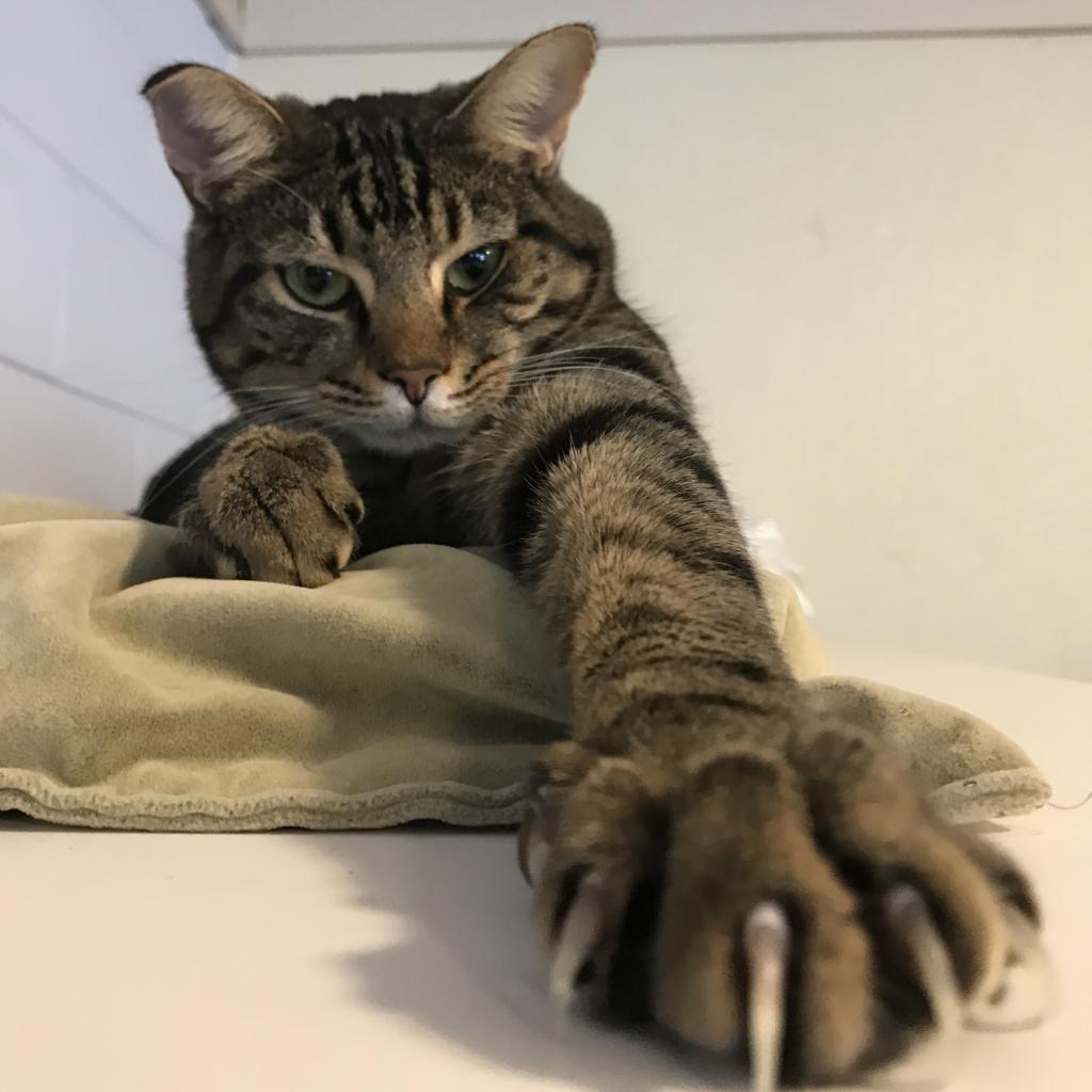 Renly, a Adoptable mixed breed in Simpsonville, SC image 3/6