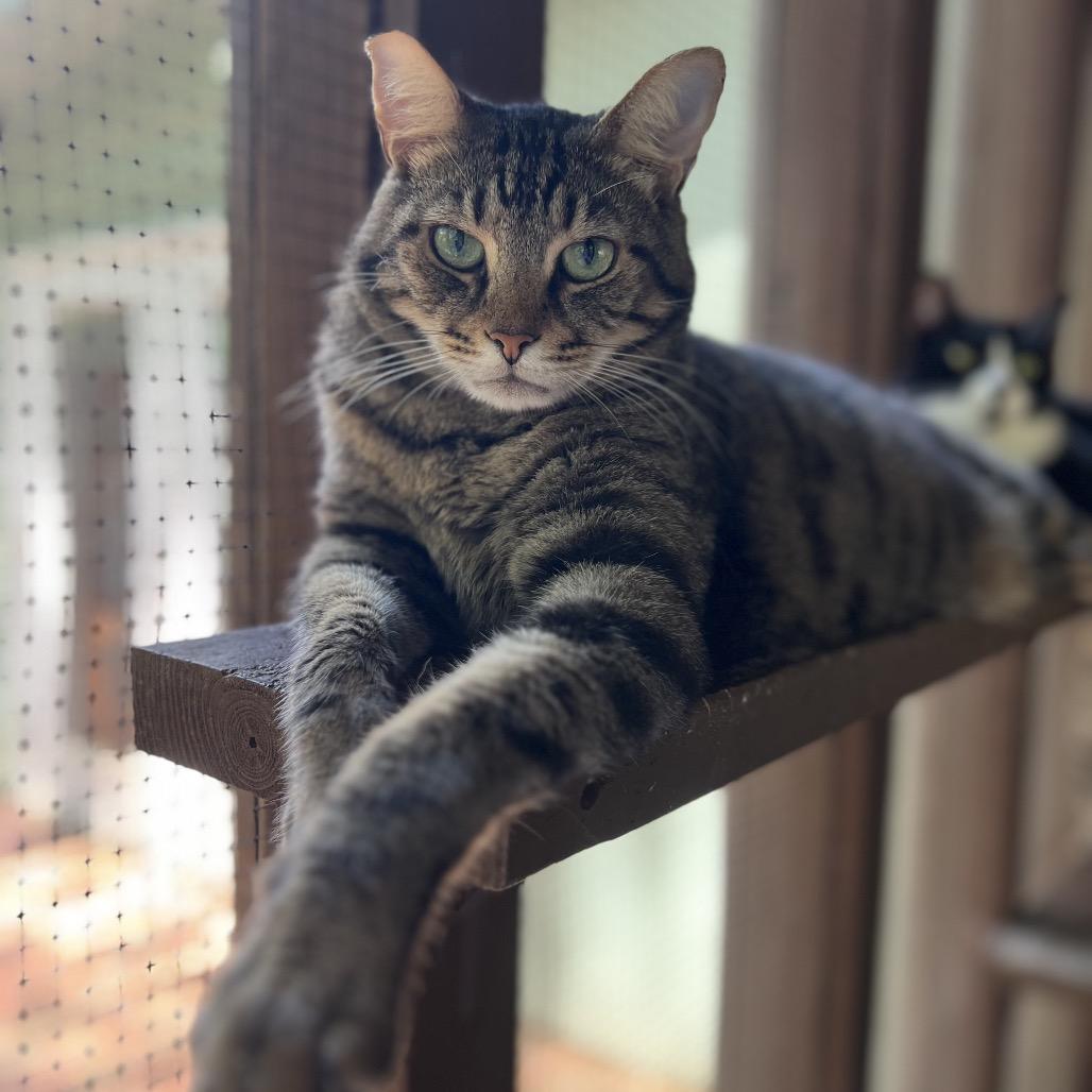 Enlarge Renly, a Adoptable mixed breed in Simpsonville, SC image 4/6