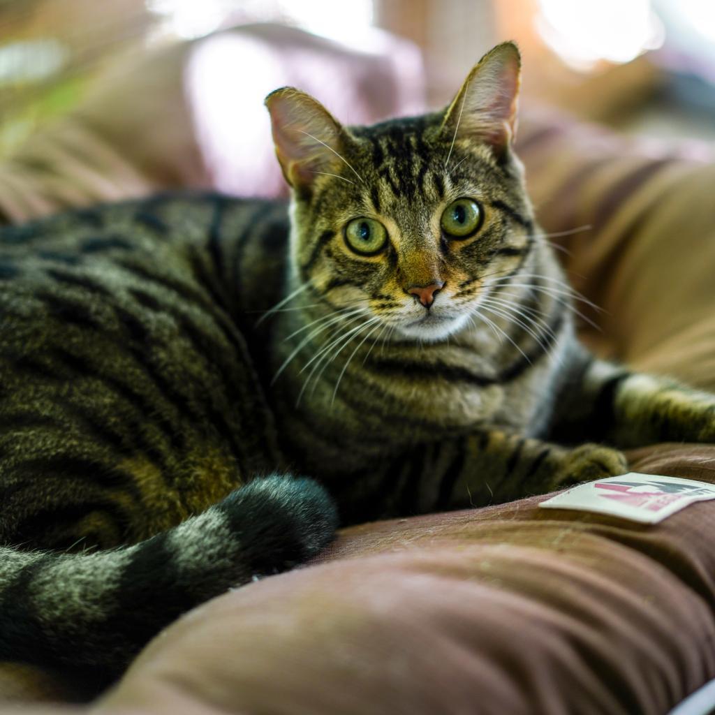 Renly, a Adoptable mixed breed in Simpsonville, SC image 4/6