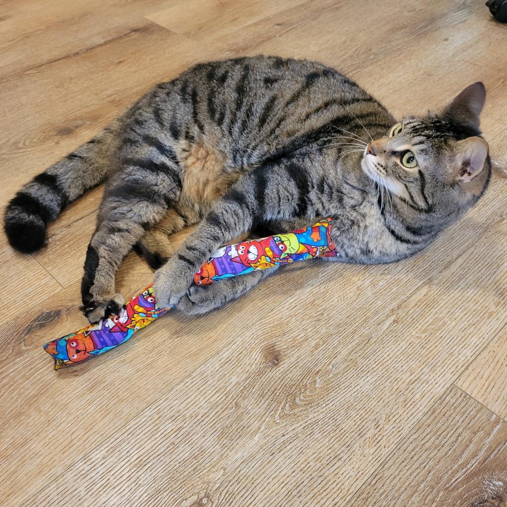 Renly, a Adoptable mixed breed in Simpsonville, SC image 5/6