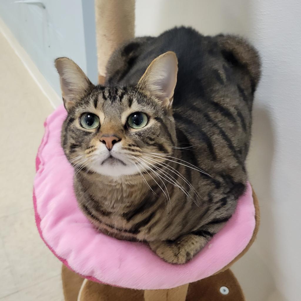 Renly, a Adoptable mixed breed in Simpsonville, SC image 6/6