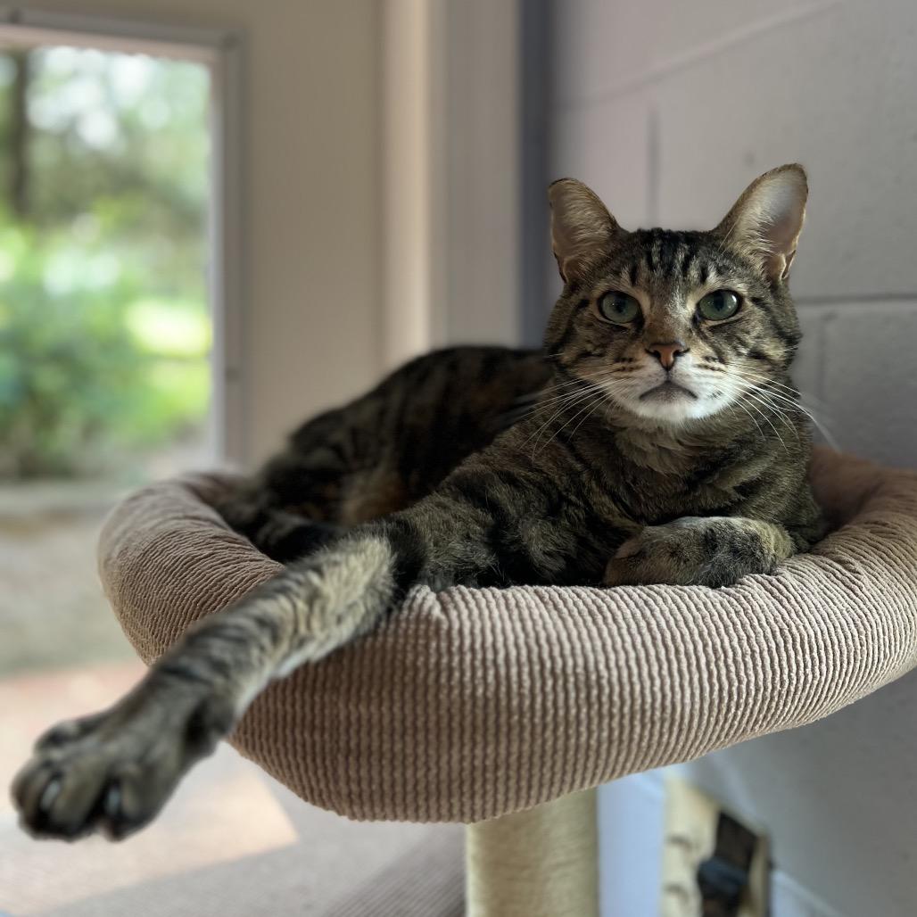 Enlarge Renly, a Adoptable mixed breed in Simpsonville, SC image 6/6
