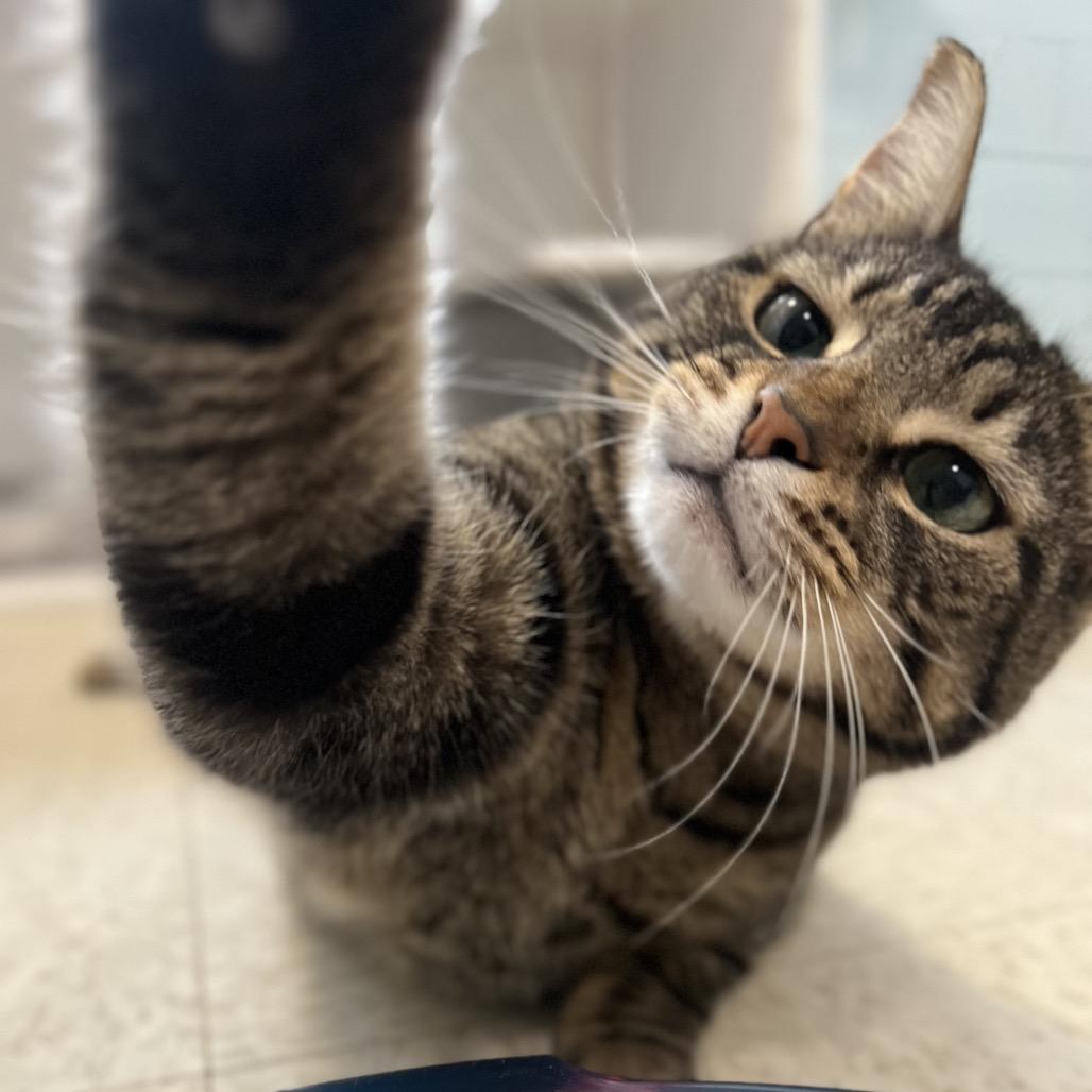 Enlarge Renly, a Adoptable mixed breed in Simpsonville, SC image 6/6