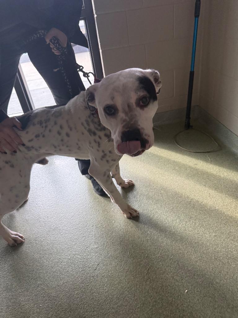 Spot, Adoptable, Young Male Pit Bull Terrier.