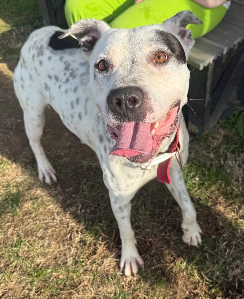 Enlarge Spot, a Adoptable Pit Bull Terrier in Gallatin, TN image 3/3