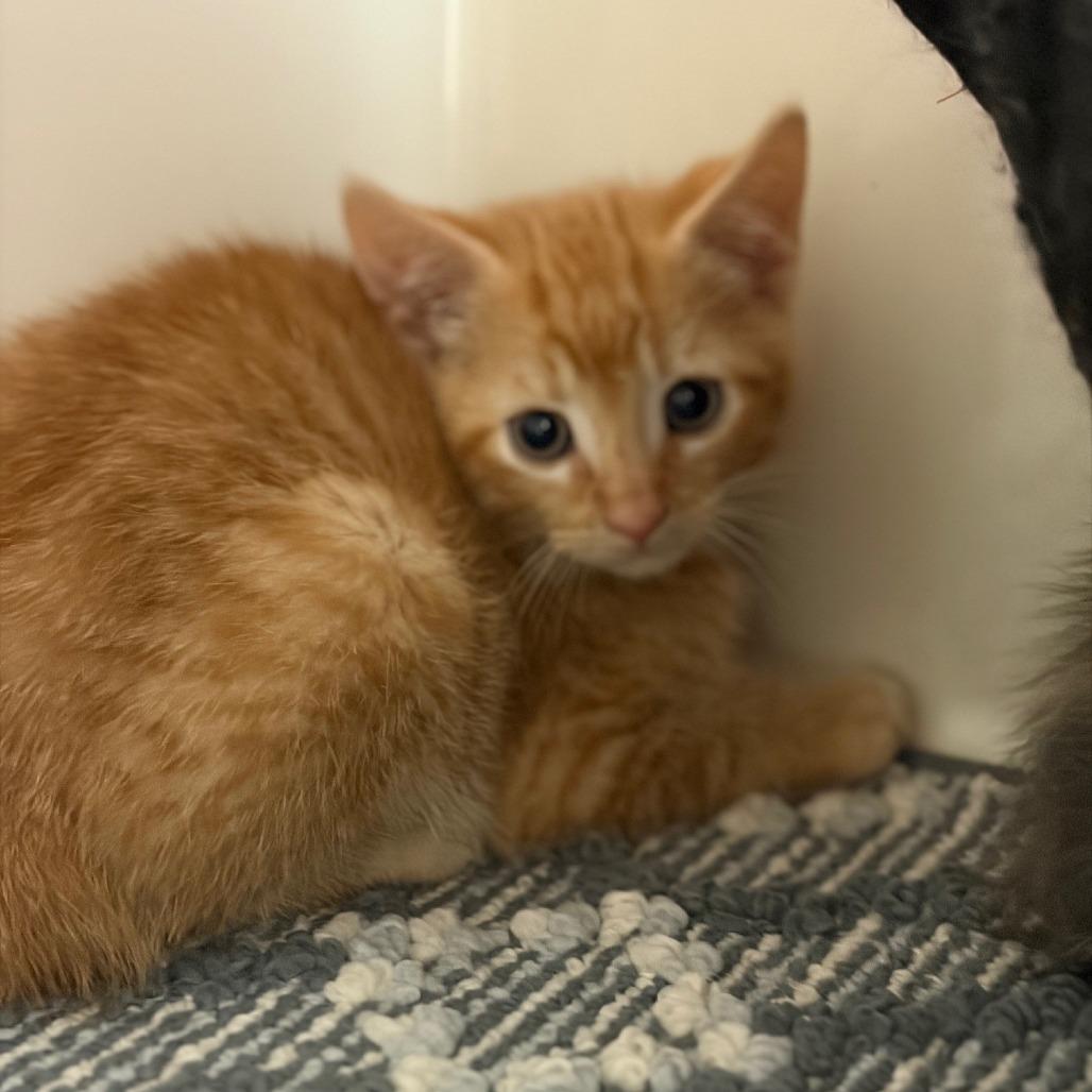 Chestnut, a Adoptable Domestic Short Hair in Greensboro, GA image 2/2