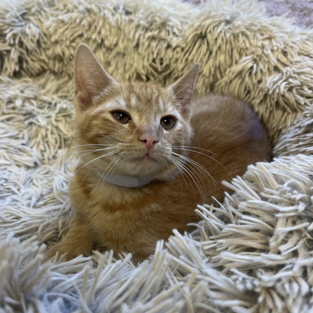 Chestnut, Adoptable, Kitten Male Domestic Short Hair.