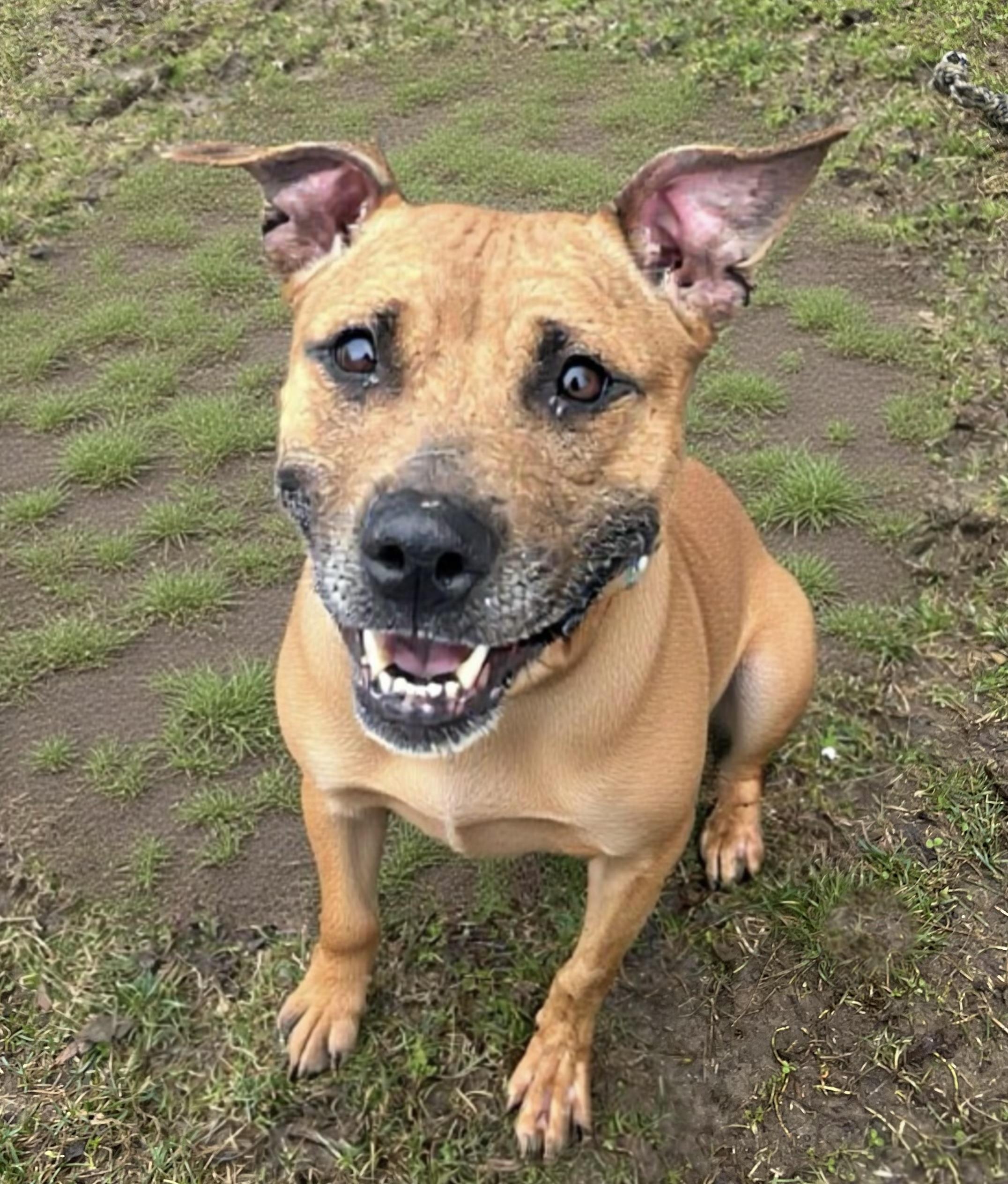 Enlarge Bella, a Adoptable mixed breed in Yonkers, NY image 2/6