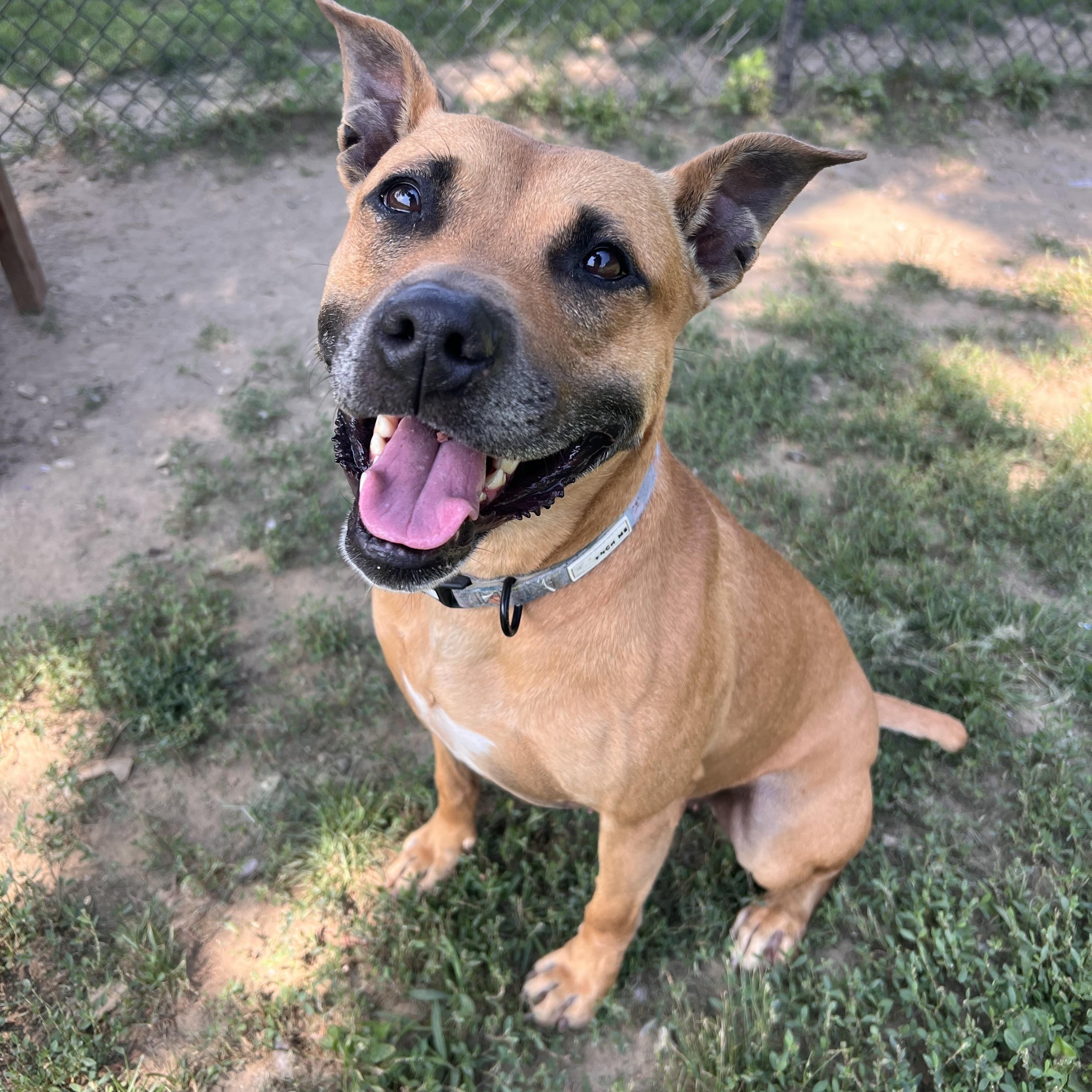 Bella, Adoptable, Young Female American Staffordshire Terrier.
