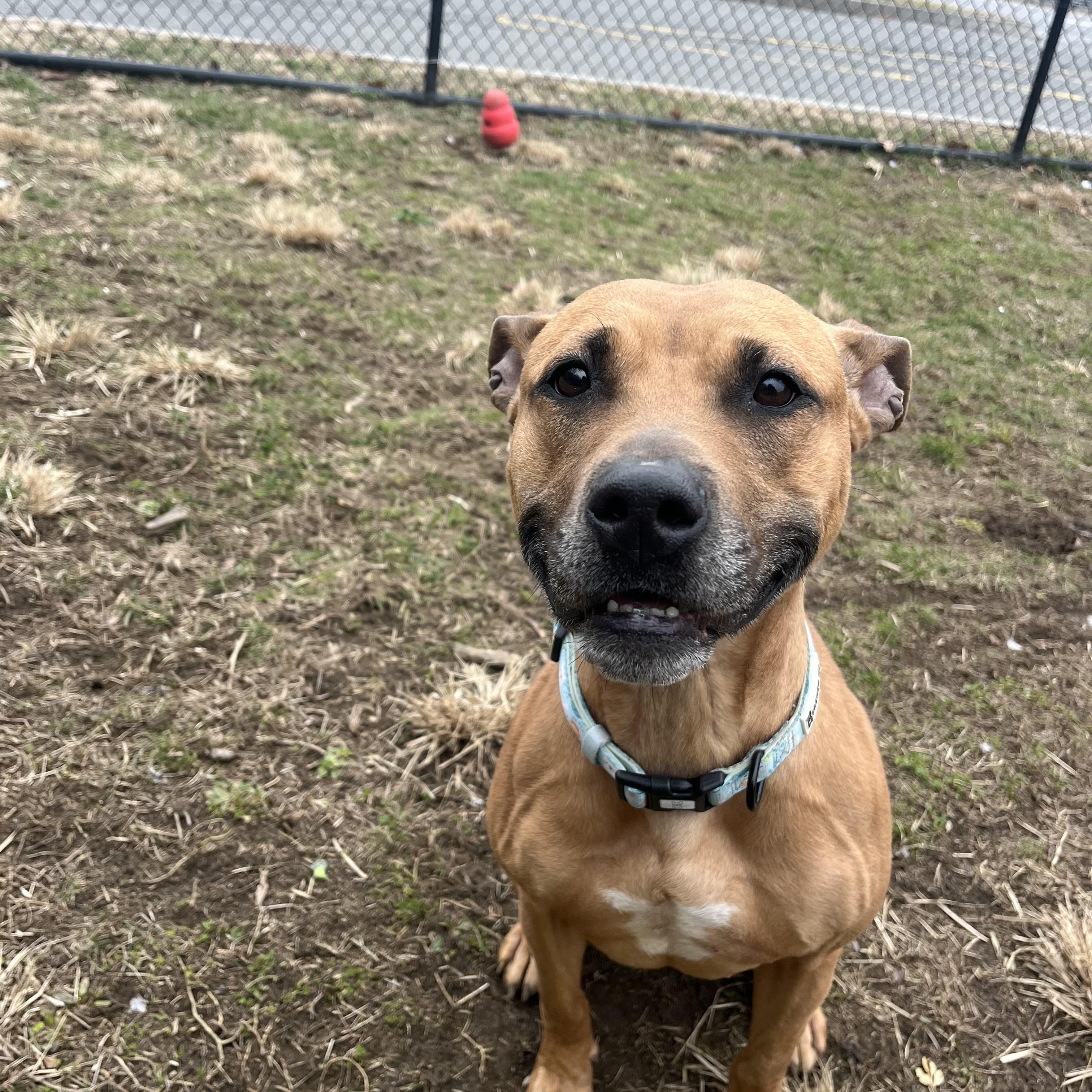 Enlarge Bella, a Adoptable mixed breed in Yonkers, NY image 4/6