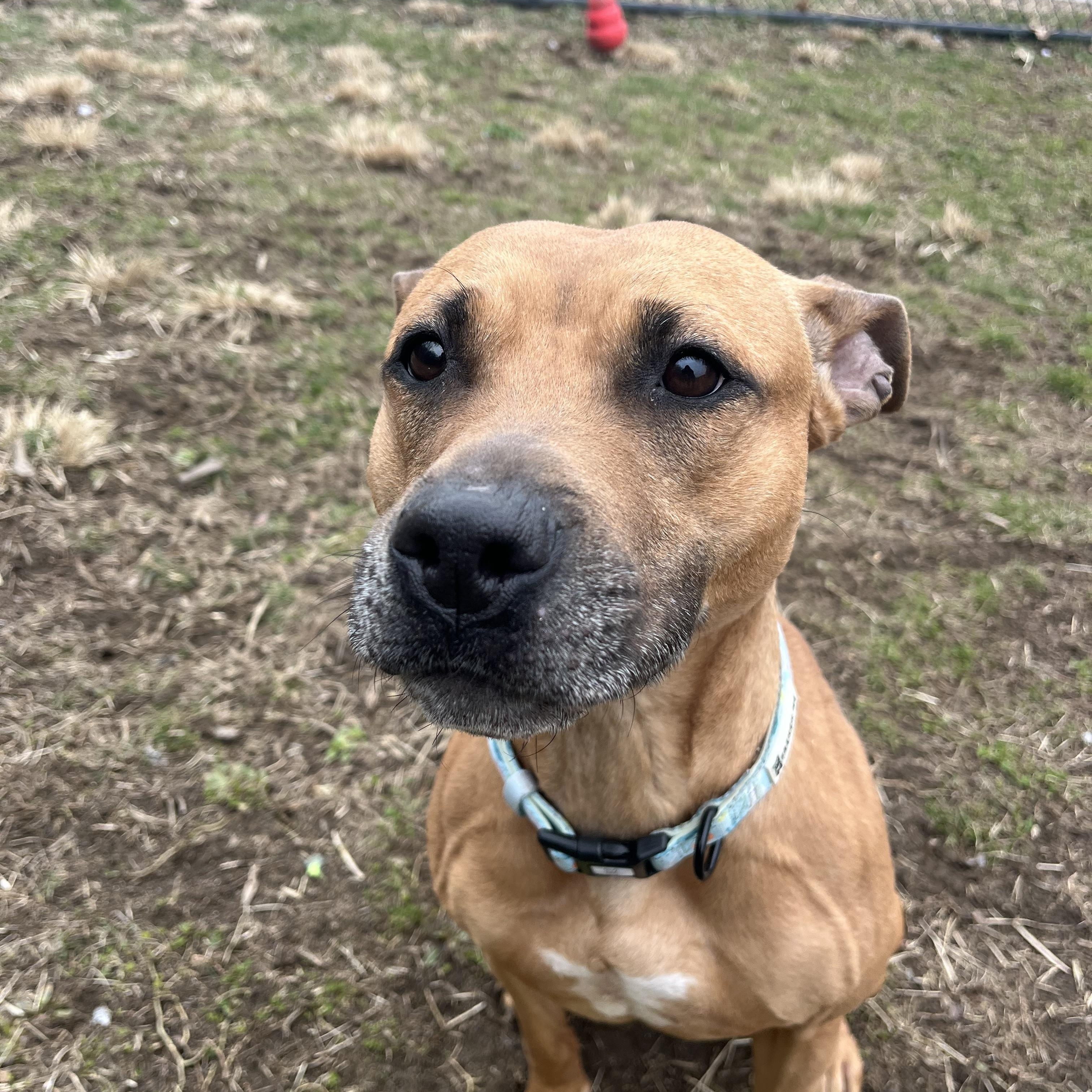 Enlarge Bella, a Adoptable mixed breed in Yonkers, NY image 5/6