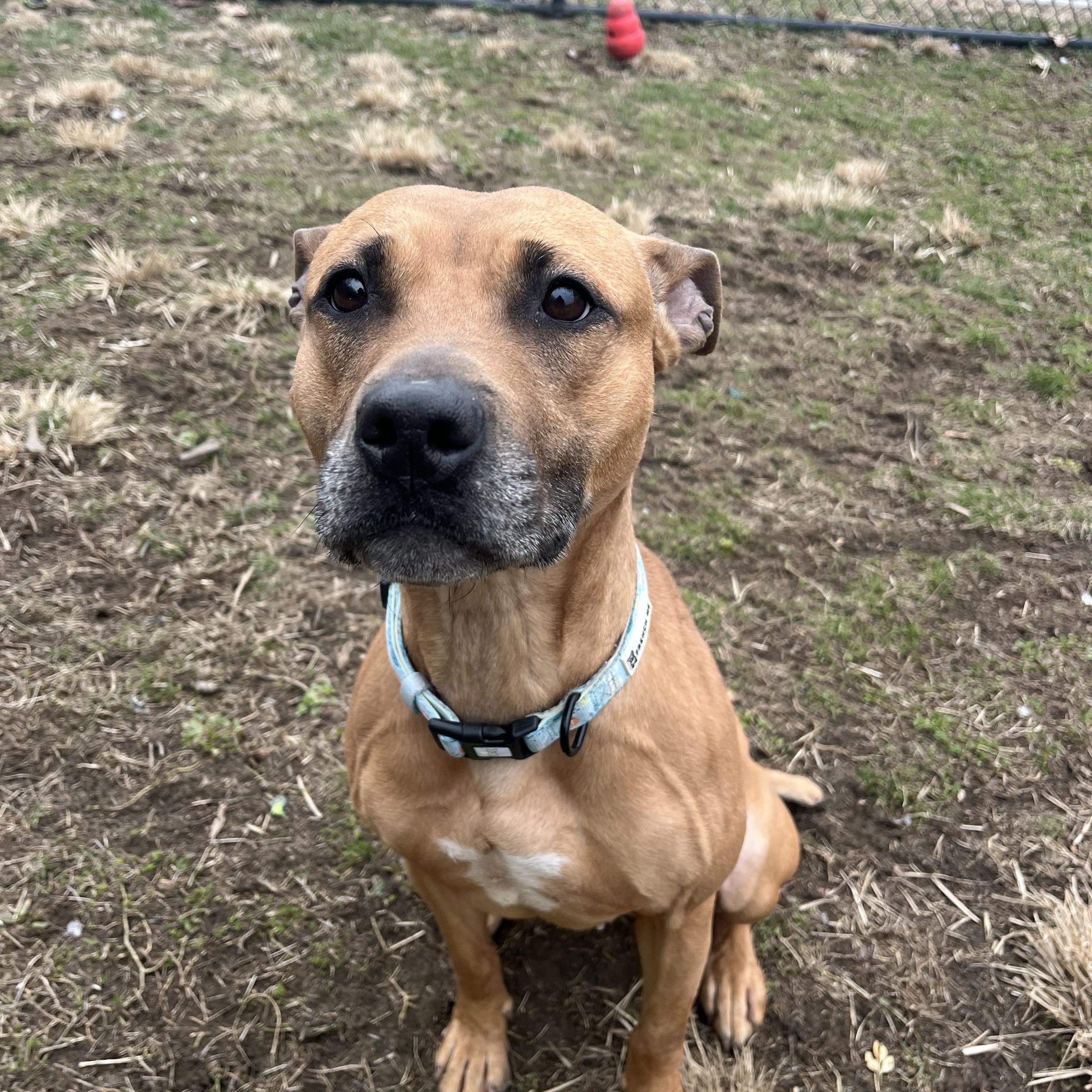 Enlarge Bella, a Adoptable mixed breed in Yonkers, NY image 3/6