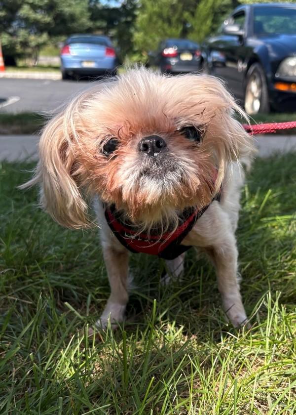 Enlarge Frappuccino (in Foster), a Adoptable mixed breed in Skillman, NJ image 1/1