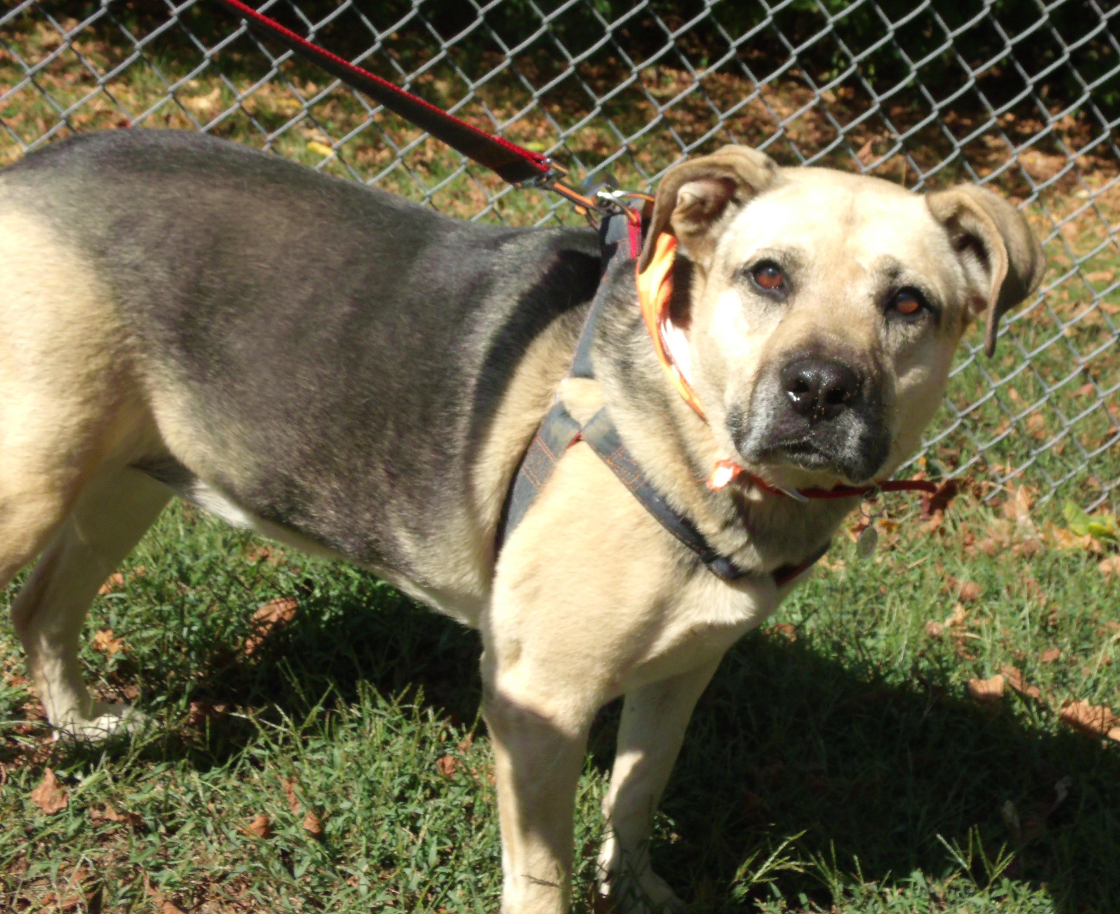 Mya Simpson, Adoptable, Adult Female German Shepherd Dog.