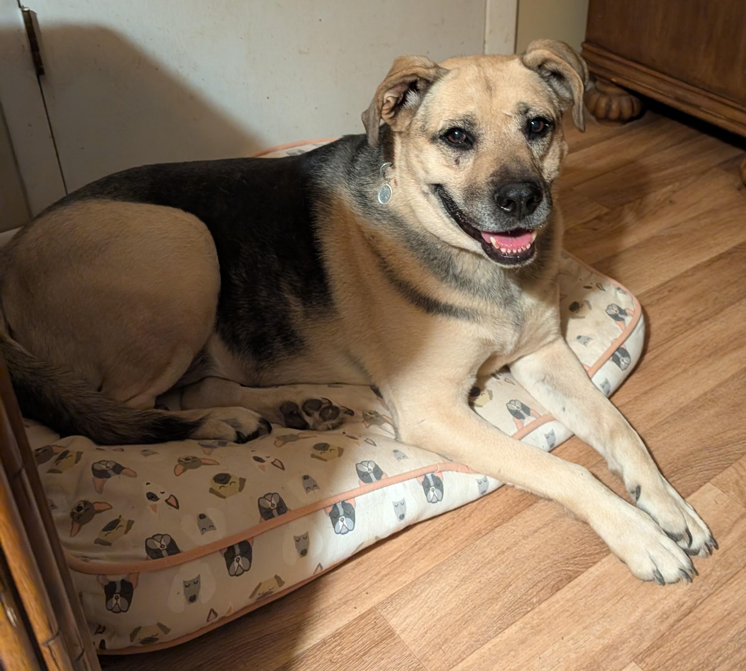 Mya Simpson, a Adoptable mixed breed in Somerset, KY image 2/3