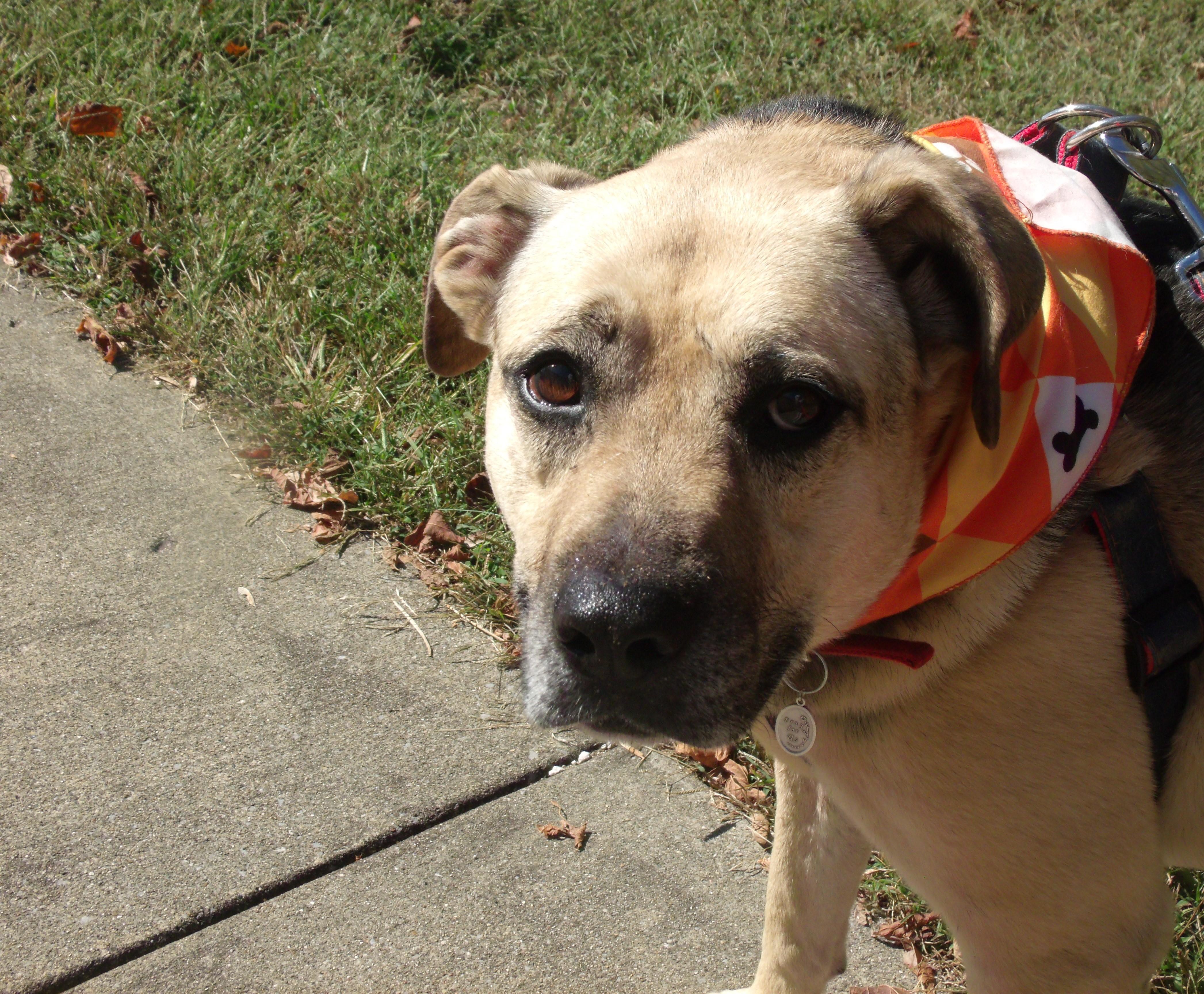 Mya Simpson, a Adoptable mixed breed in Somerset, KY image 3/3