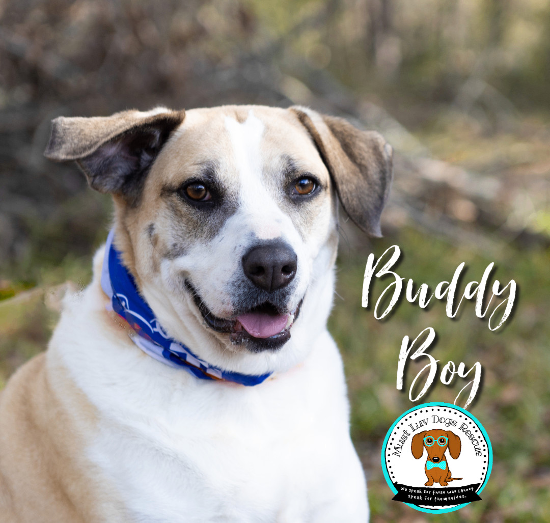 Buddy Boy, a Adoptable mixed breed in Zachary, LA image 3/6